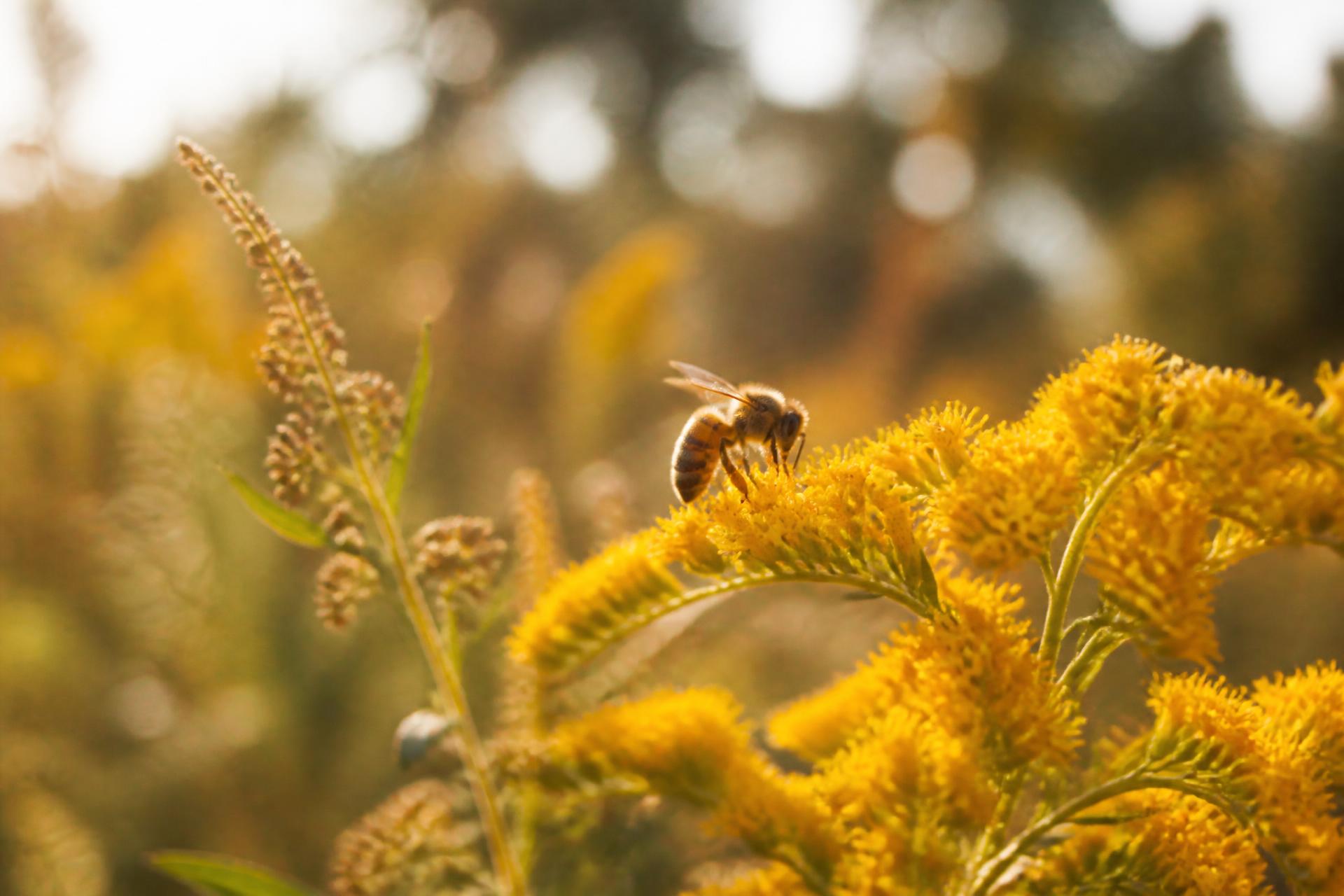 A honeybee on golden wildflowers